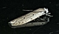 Acantholena siccella