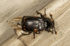 Nicrophorus pustulatus
