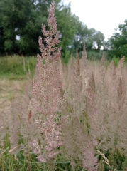 Calamagrostis epigejos