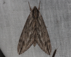 Sphinx canadensis