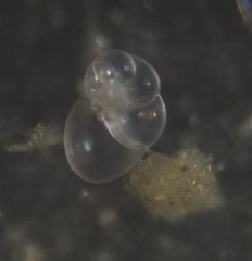 Nonionidae