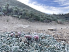 Trifolium andersonii