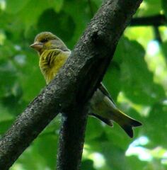 Chloris chloris