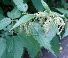 Urtica dioica