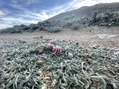 Trifolium andersonii