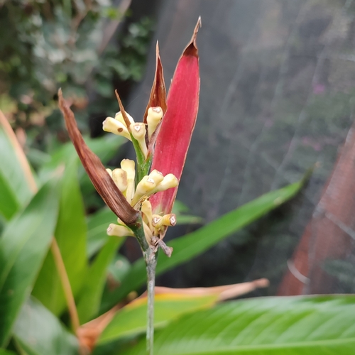 Heliconia psittacorum