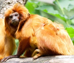 Leontopithecus rosalia