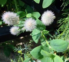 Trifolium arvense