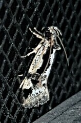 Machetis versatrix
