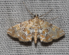 Elophila faulalis
