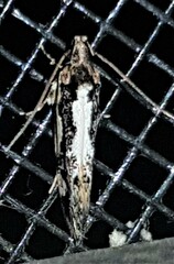 Machetis versatrix