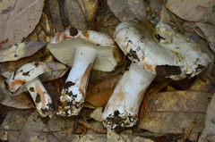 Russula densifolia