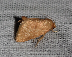 Tortricidia testacea