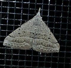 Dichromodes usurpatrix