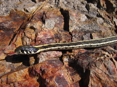Thamnophis cyrtopsis cyrtopsis