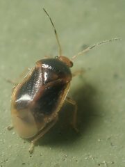 Monalocoris filicis