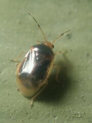 Monalocoris filicis