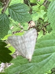 Udea lutealis