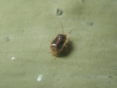 Monalocoris filicis