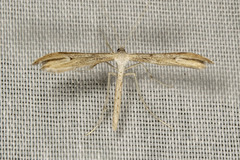 Hellinsia inquinatus