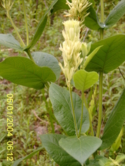 Mandevilla emarginata