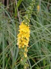 Agrimonia eupatoria