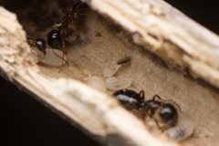 Camponotus vitiosus