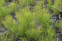 Equisetum arvense