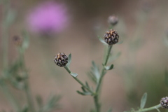 Centaurea stoebe