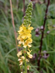 Agrimonia eupatoria