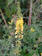 Agrimonia eupatoria