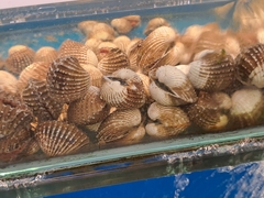 Tegillarca granosa