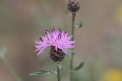 Centaurea stoebe