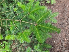 Abies balsamea image