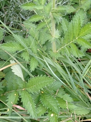 Agrimonia eupatoria