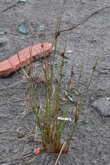 Juncus arcticus