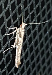 Anatrachyntis rileyi