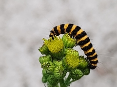 Tyria jacobaeae