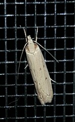 Ironopolia sobriella