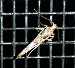 Anatrachyntis rileyi