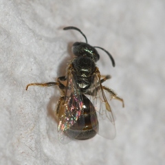 Lasioglossum imitatum