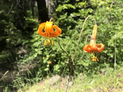 Lilium pardalinum wigginsii