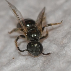 Lasioglossum imitatum