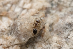 Crematogaster vagula
