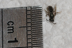 Lasioglossum imitatum