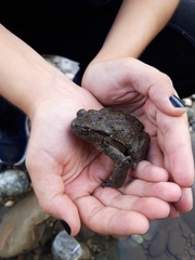 Bufo verrucosissimus