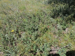 Cotoneaster tjuliniae