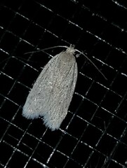 Chezala silvestris