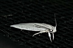 Chezala silvestris