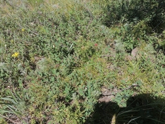 Cotoneaster tjuliniae